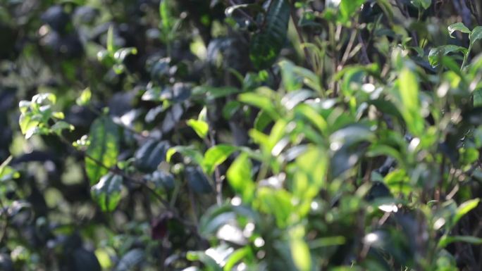茶山茶树茶叶绿色种植园全角度特写镜头22