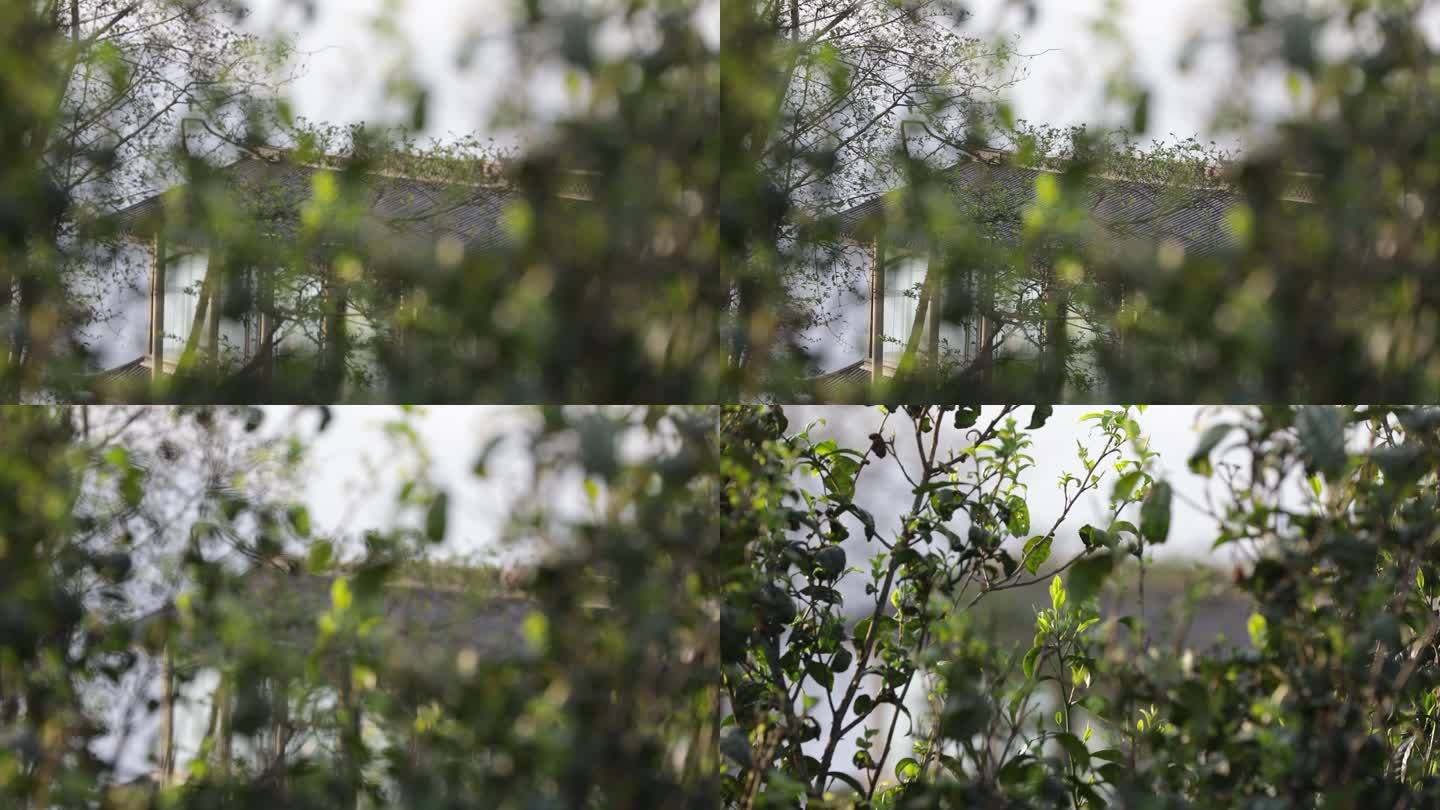 茶山茶树茶叶绿色种植园全角度特写镜头24