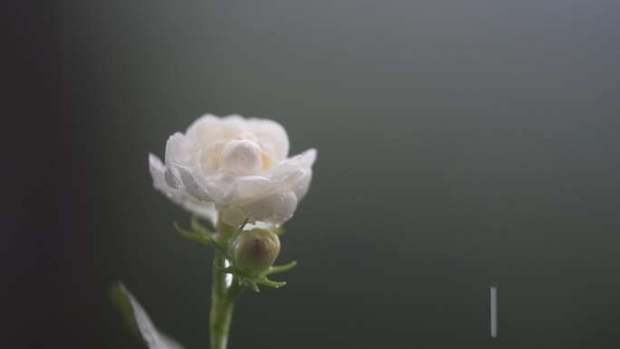 横州宝珠茉莉花