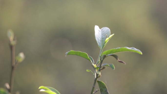 茶山茶树茶叶绿色种植园全角度特写镜头28