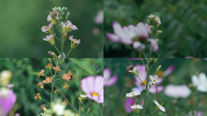 蜜蜂采蜜 中华蜂 土蜂