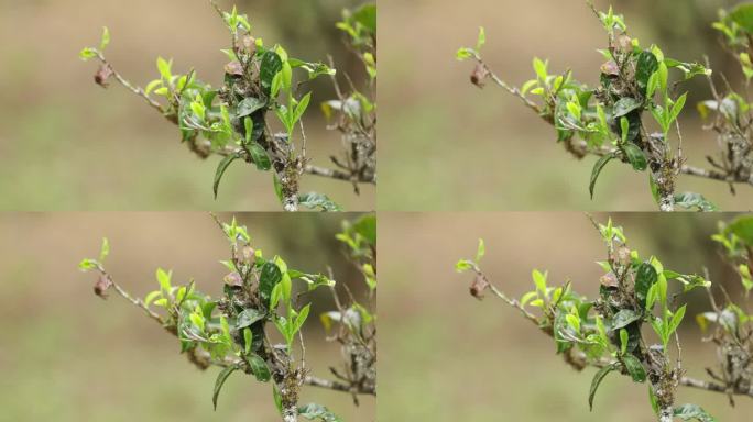 茶山茶树茶叶绿色种植园全角度特写镜头4