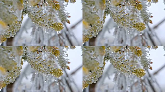 水春春天冰冰雪融化水滴滴水融化雪消融冰川