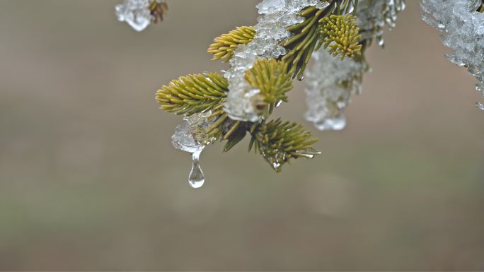 水春春天冰冰雪融化水滴滴水融化雪消融冰川