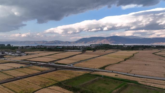 大理 航拍 空镜 麦田 稻田 景点