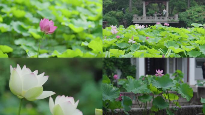 4k实拍荷塘 荷叶 花瓣 莲花 江南园林