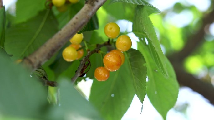 黄色樱桃果实