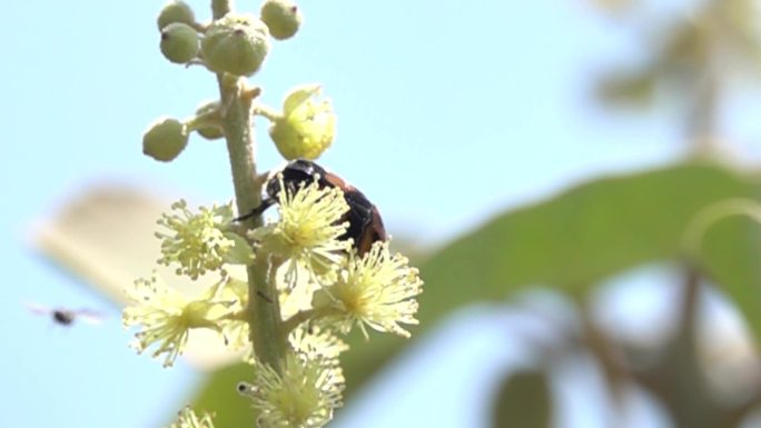 小蜜蜂围绕野花缓慢飞行慢镜头