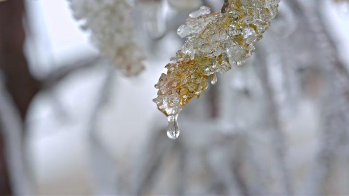 水春春天冰冰雪融化水滴滴水融化雪消融冰川