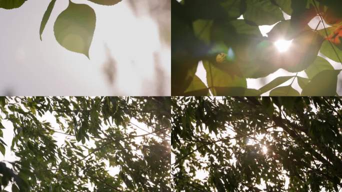 4K 阳光透过树叶 2