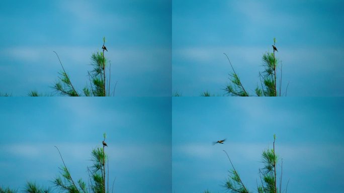 树梢鸟飞-高速摄影