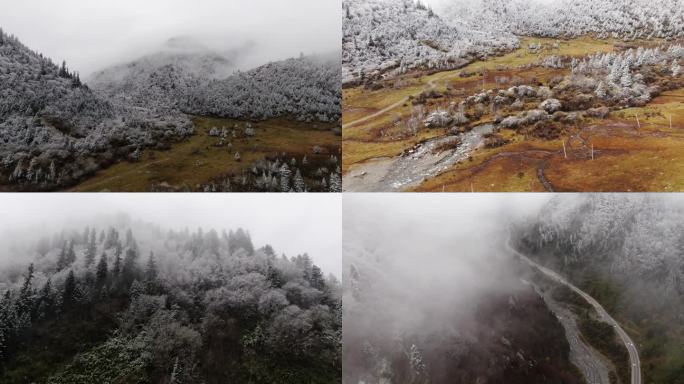 川西初冬雪后山林