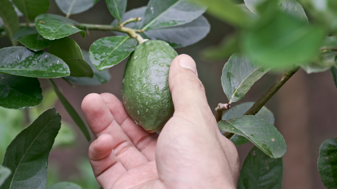 清爽一夏柠檬