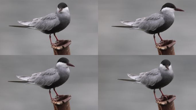 随风摇曳的须浮鸥