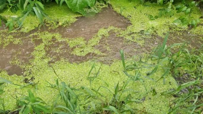 汛期雨后的排涝农田排水洪水排涝禾苗水浸