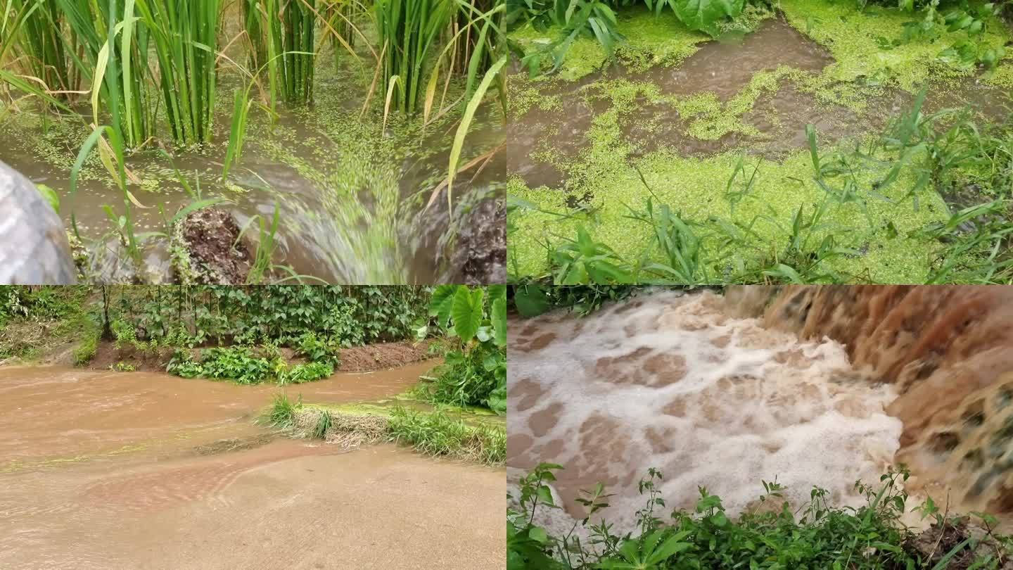 汛期雨后的排涝农田排水洪水排涝禾苗水浸