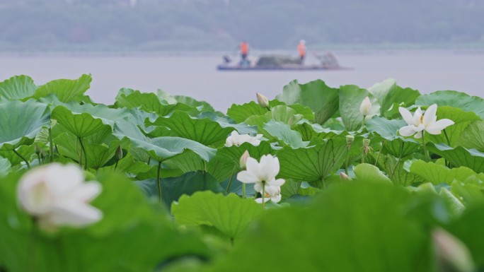 2023沙湖荷花荷叶