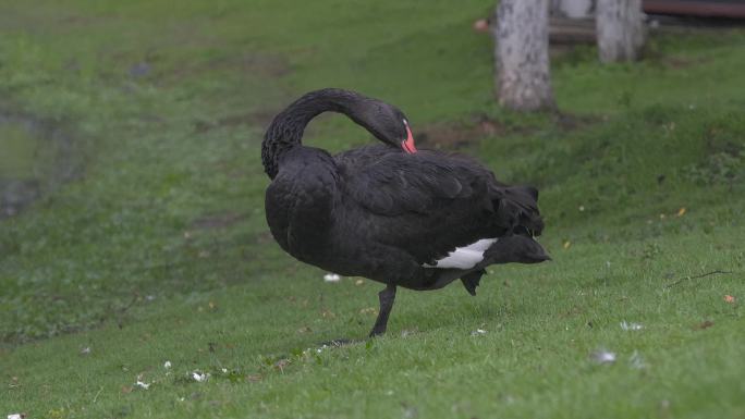 4k黑天鹅 单脚站立 梳理羽毛