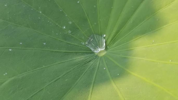 阳光荷叶晶莹水珠荷花叶水滴绿色植物荷叶