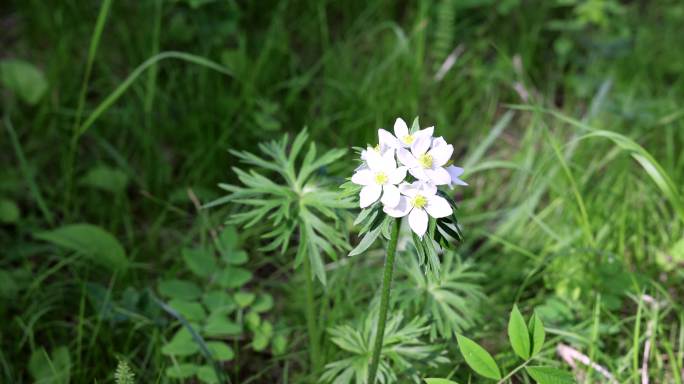 野生植物银莲花