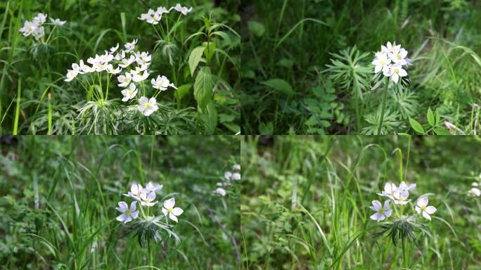 野生植物银莲花