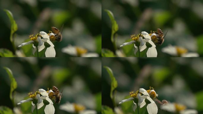 大野蜂在花丛中贪婪采食花粉不忍离去