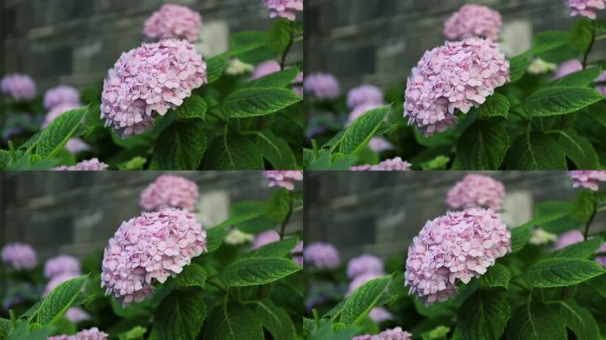 粉色绣球花植物