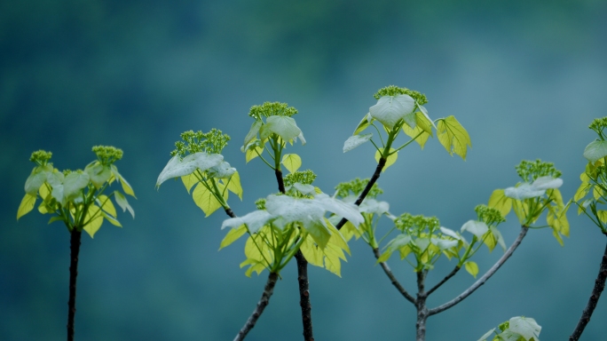 自然空气下雨森林风景节气山水唯美植物空镜