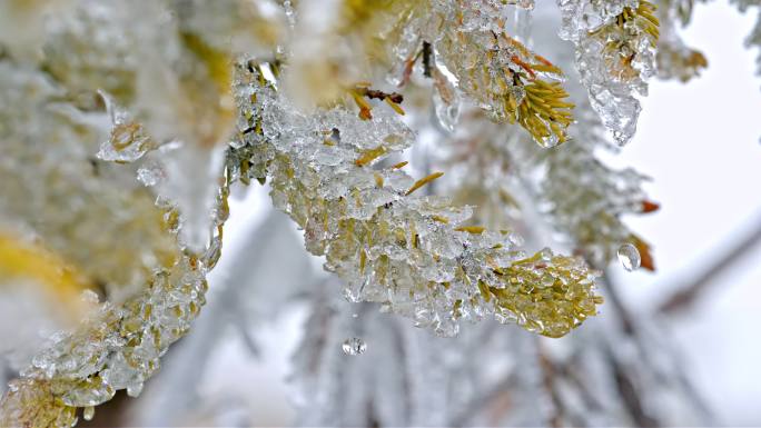 水春春天冰冰雪融化水滴滴水融化雪消融冰川