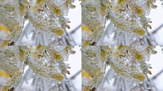 水春春天冰冰雪融化水滴滴水融化雪消融冰川