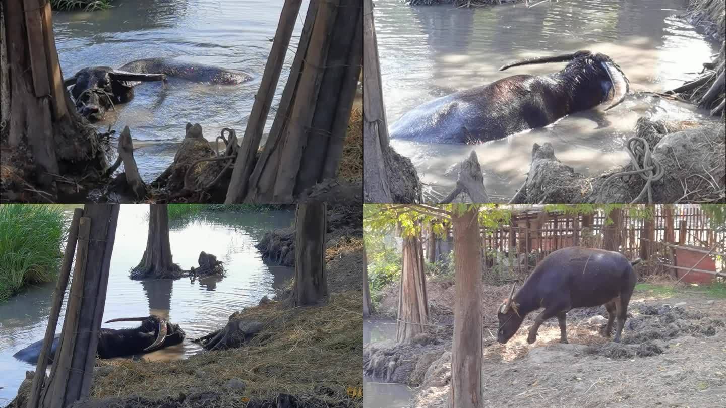 河边老水牛戏水风景迷人绿树篱笆农家倒影