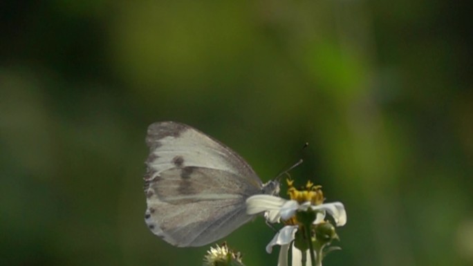 灰色大蝴蝶翅膀在阳光下透明缓慢起飞慢镜头