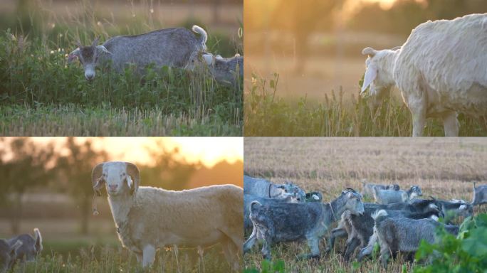夕阳下的羊儿 羊吃草