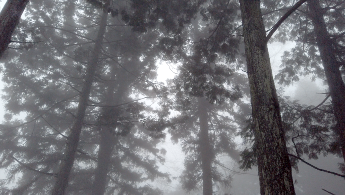 森林雾气瘴气树林