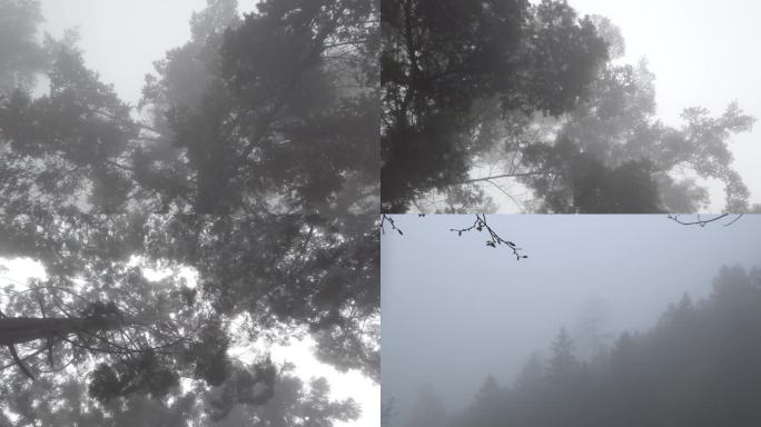 森林雾气瘴气树林