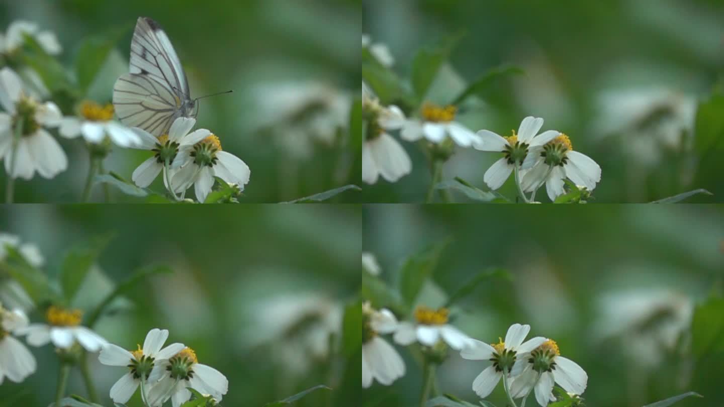 白色蝴蝶在阳光下翅膀透明缓慢起飞
