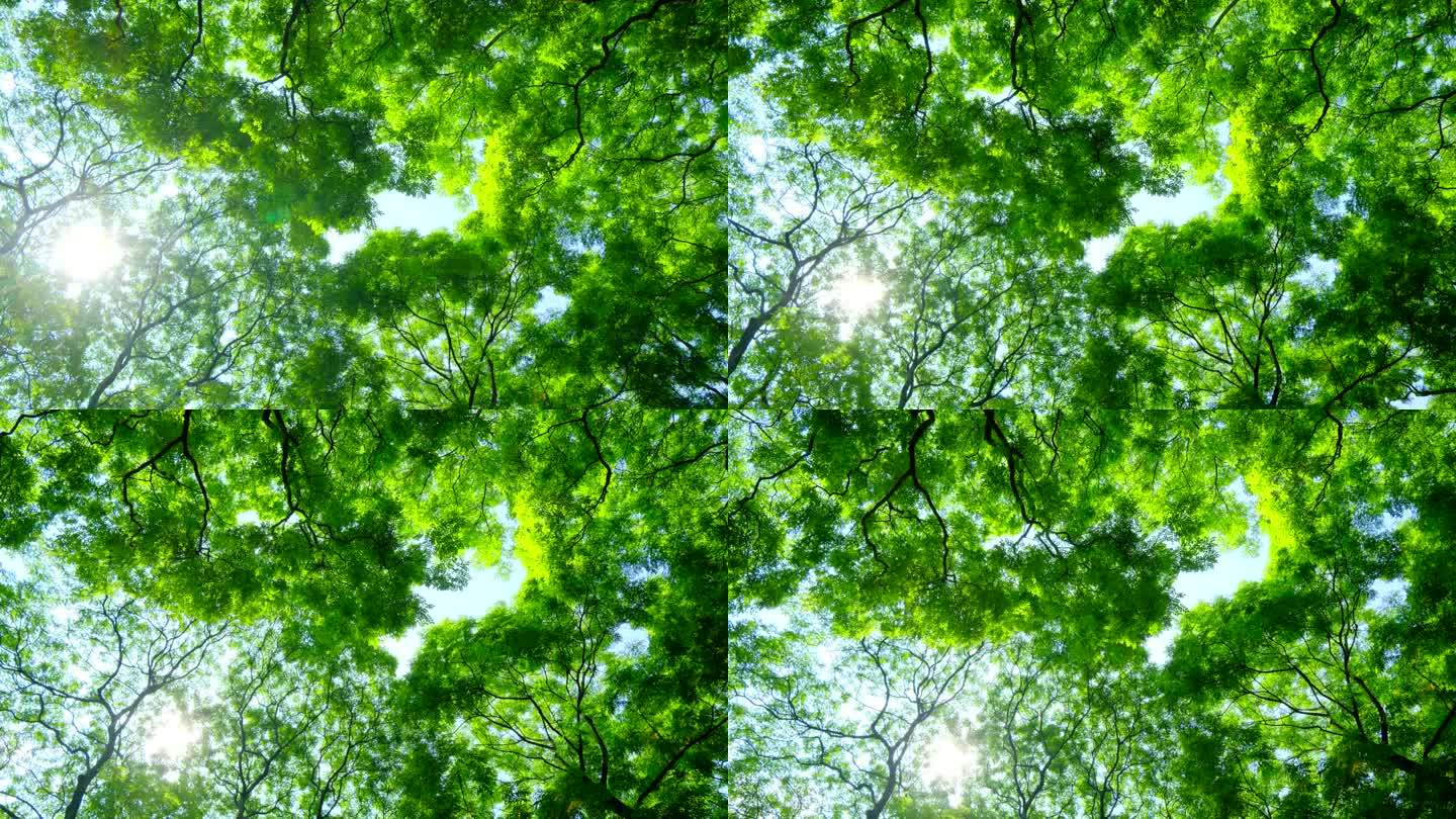 阳光树林树荫 绿色森林 海红豆树 相思树