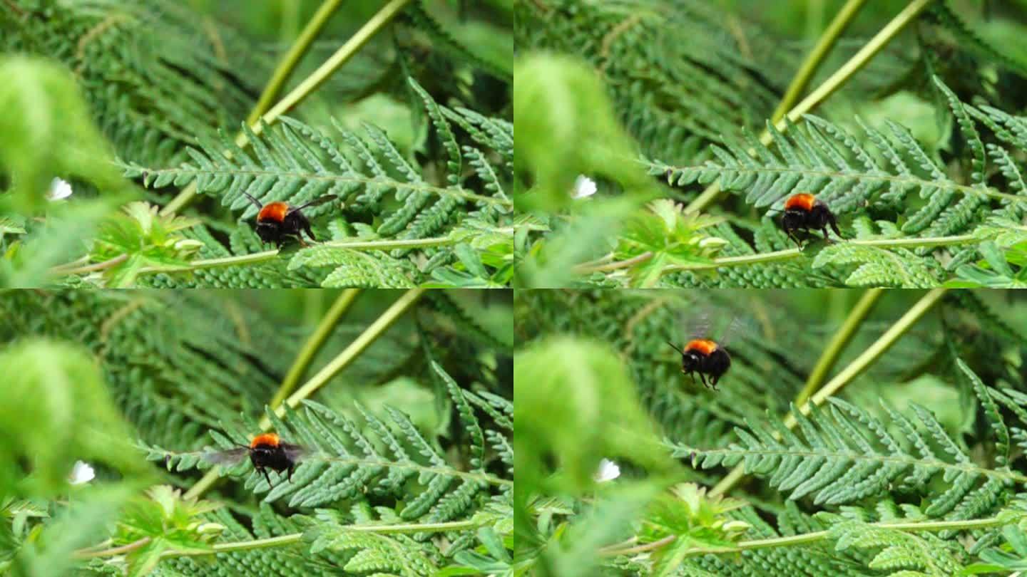红头大蜜蜂迎面缓慢起飞清晰慢镜头