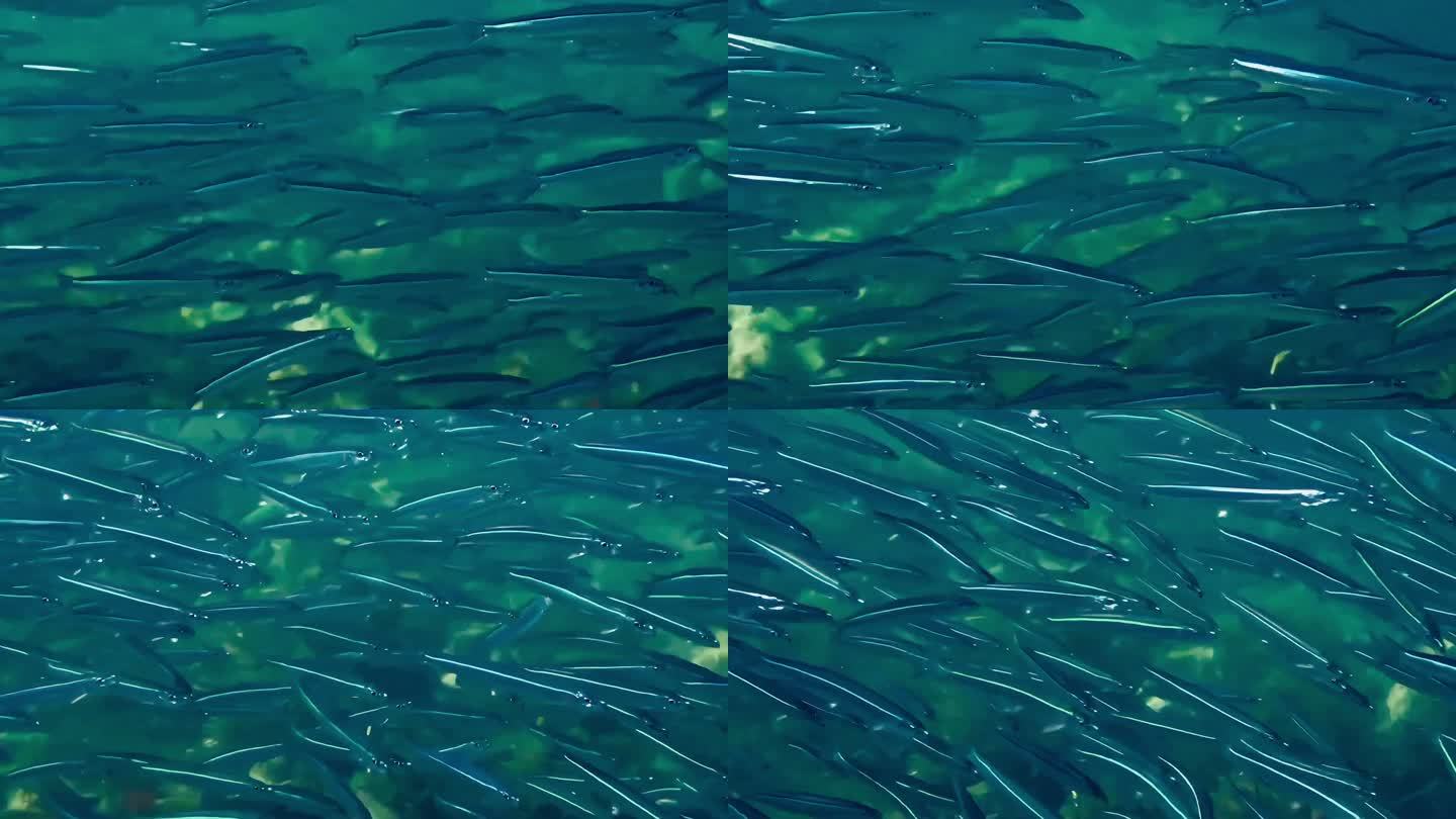 一个鱼群海洋鱼类水下摄影
