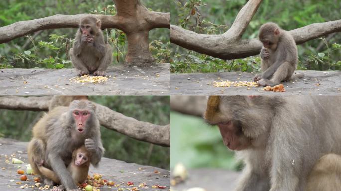 三峡猿猴