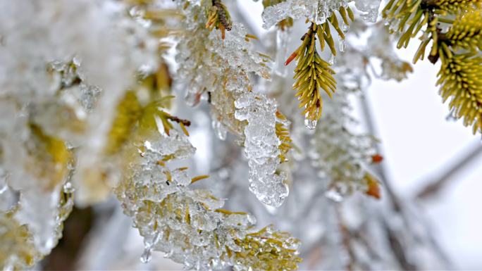 水春春天冰冰雪融化水滴滴水融化雪消融冰川