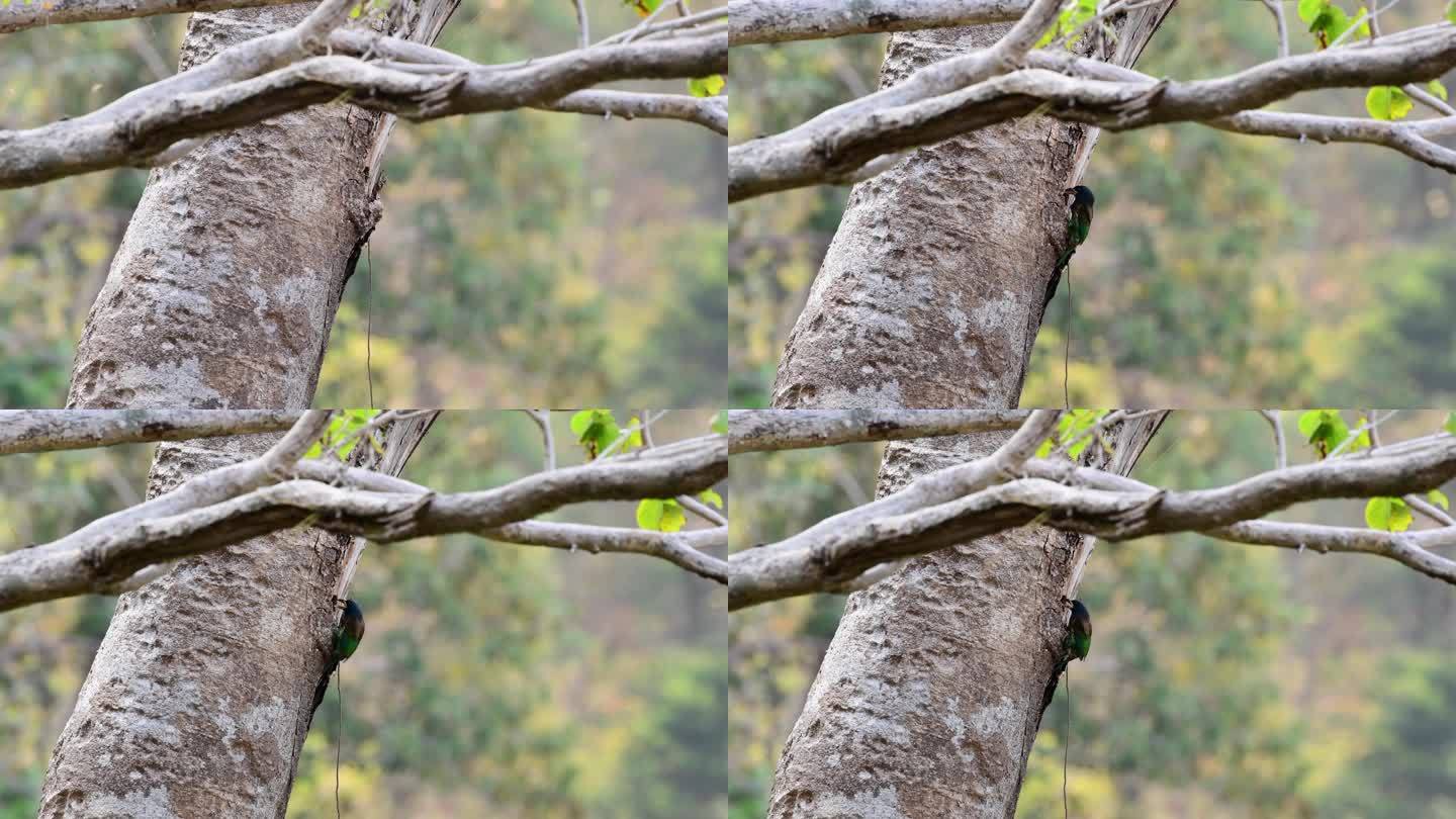 大拟啄木鸟清理巢穴