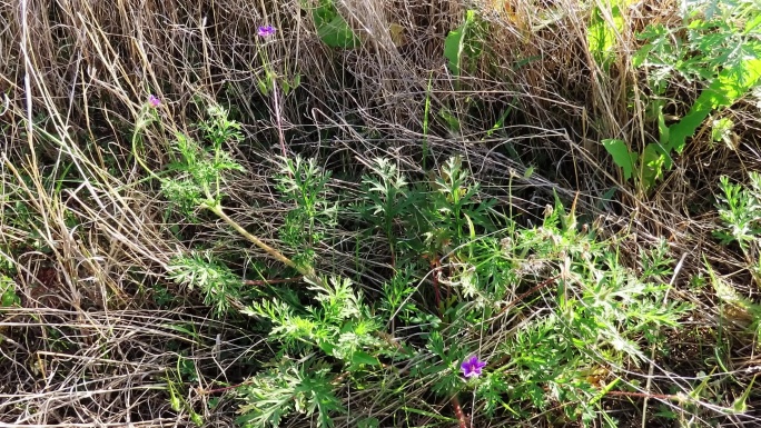 中药植物老鹳草