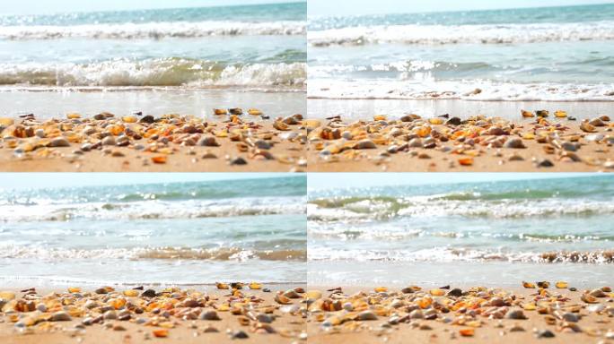 海边海浪沙滩贝壳
