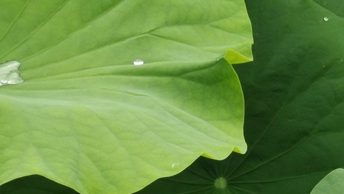 雨滴荷花 莲花池 荷花塘 雨景 夏雨荷