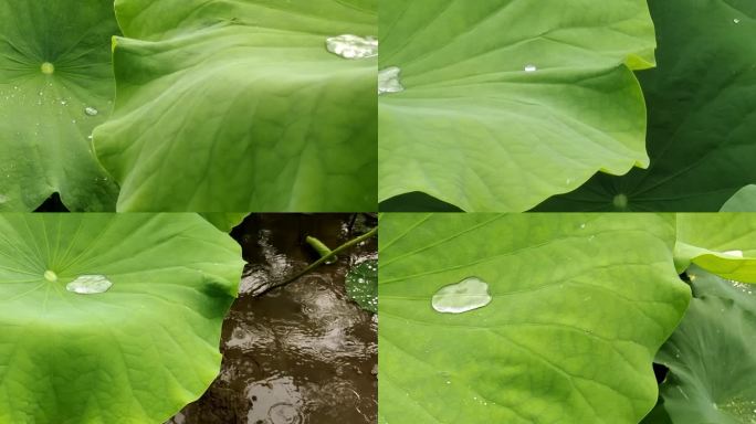 雨滴荷花 莲花池 荷花塘 雨景 夏雨荷