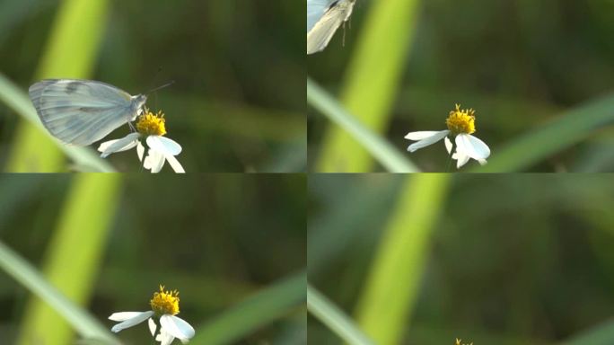 灰色蝴蝶在野花上优美起飞慢镜头