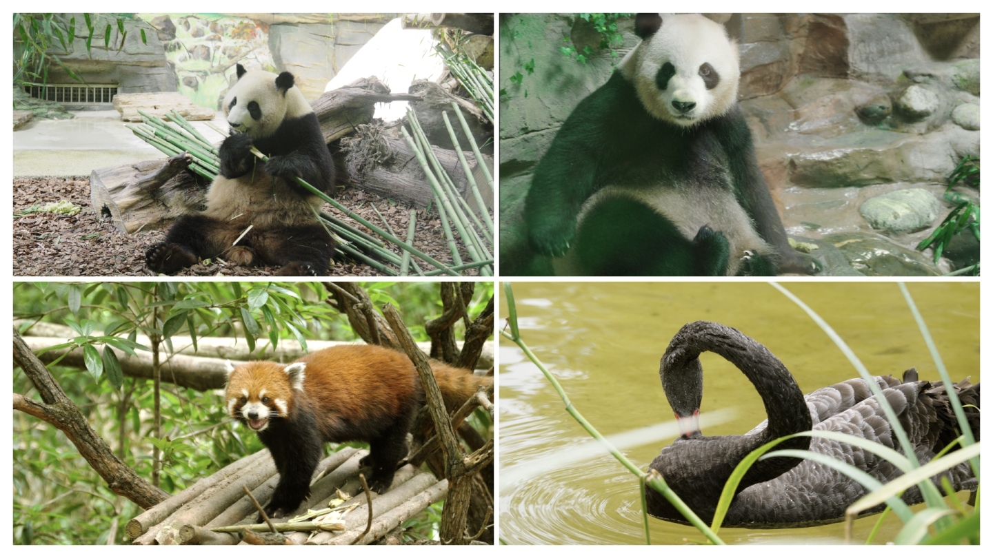 成都熊猫谷大熊猫和小熊猫