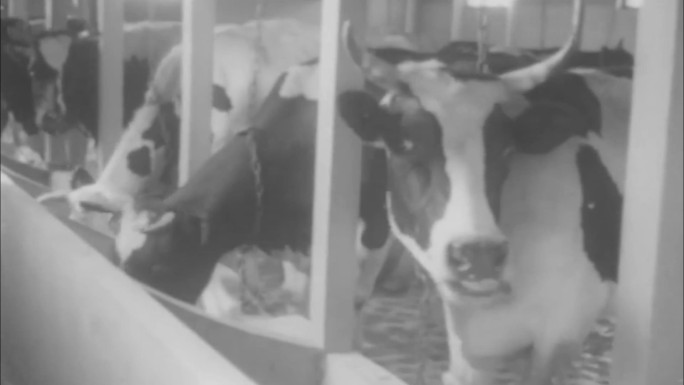 奶牛场 科学养殖 挤牛奶