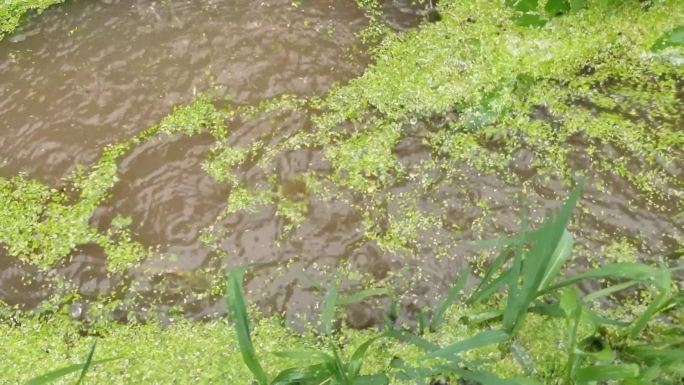 农田排水雨后水田雨后排涝夏季植物洪水排涝